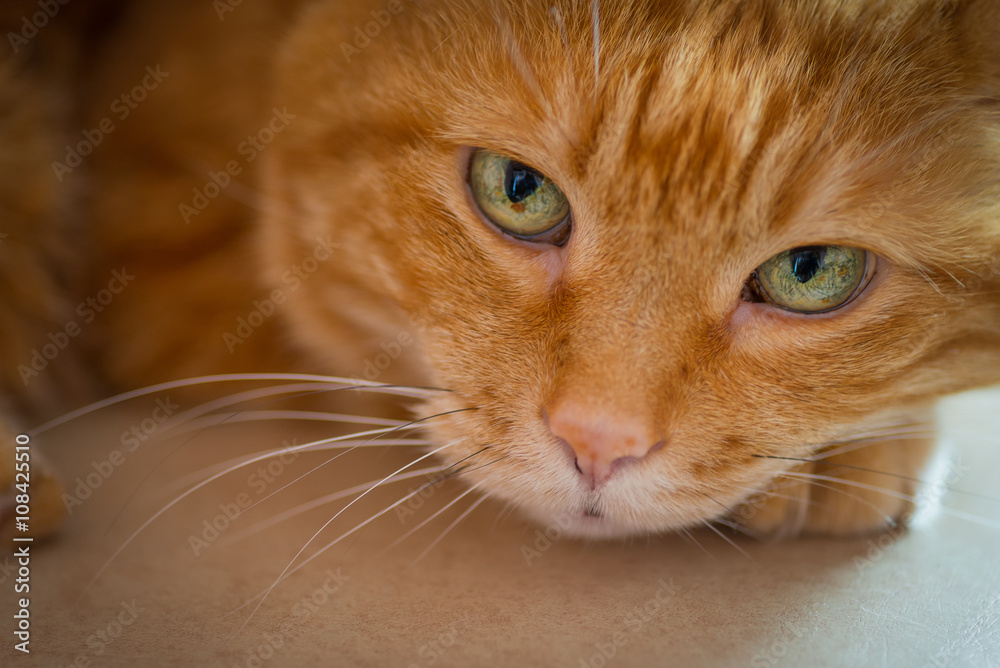Lovely red cat looking into the camera. Selective focus.