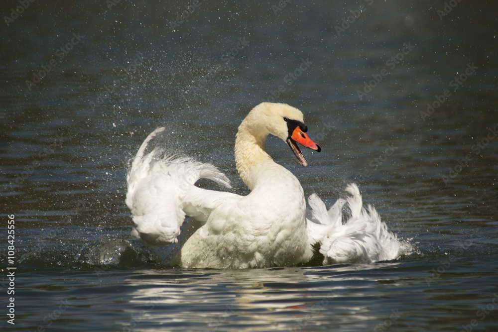 Schwan in Action Schwan in Action