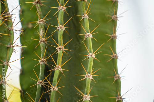 Close up of thorn cactus