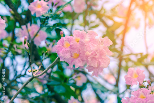 Beautiful pink flowers with sunlight, Tabebuia rosea.