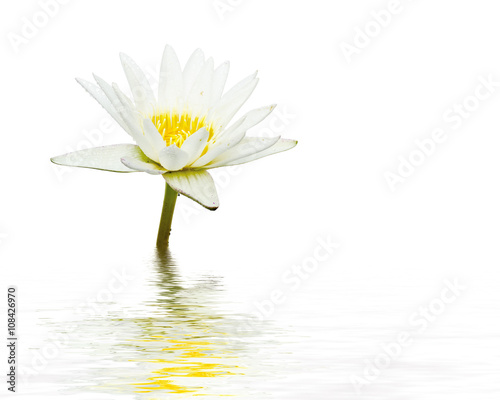 White lotus flower reflection in water on white background.