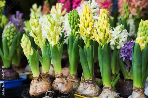 Group multicolored hyacinths