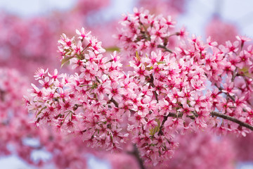 Beautiful pink Sakura flower blooming