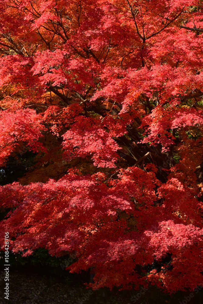 japanese maple leaves in autumn season japanese maple leaves in autumn season