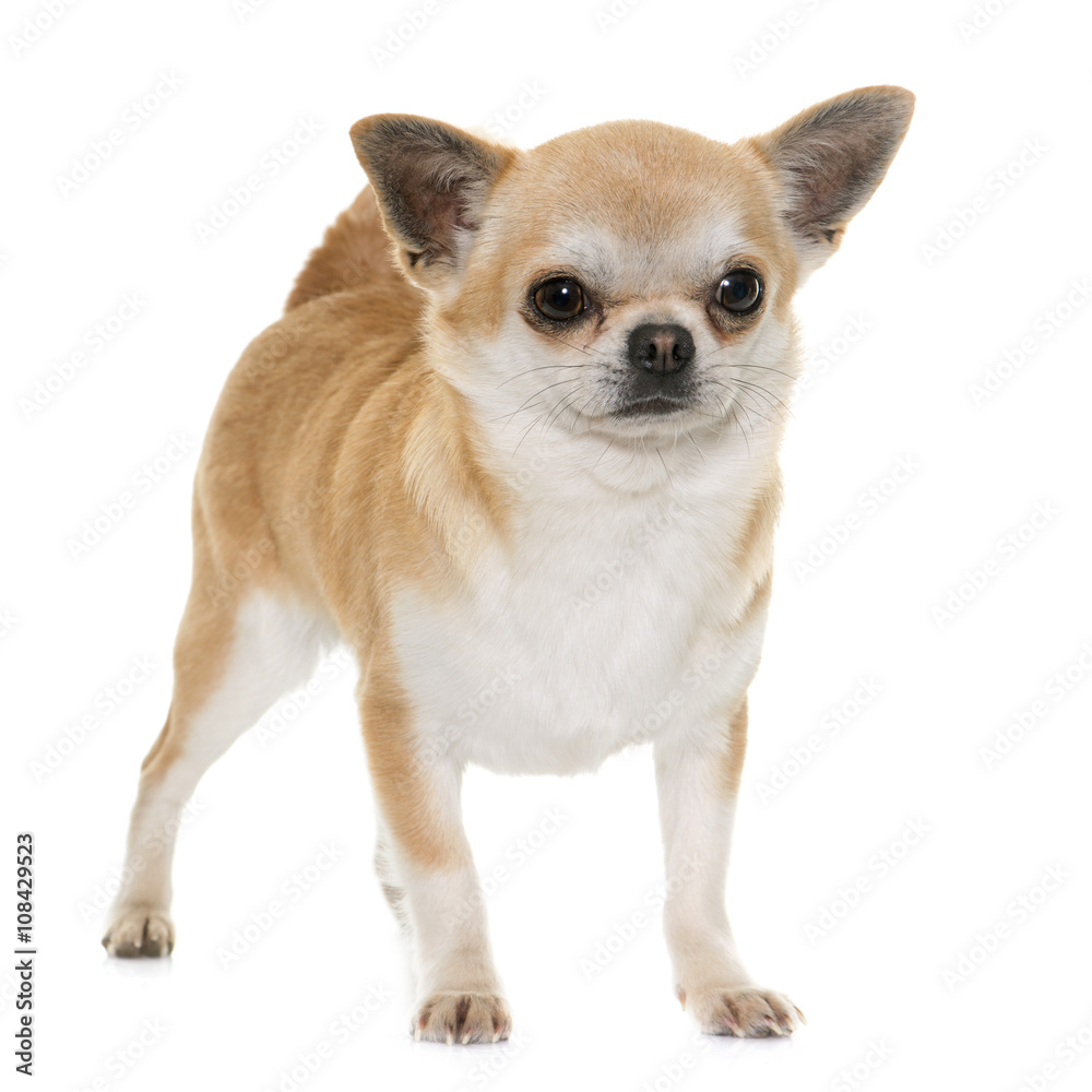 chihuahua in studio chihuahua in studio