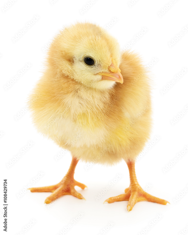 Small yellow chicken Small yellow chicken