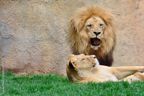 Fototapeta Naklejka Na Ścianę i Meble -  Big lion roaring while sitting near lioness