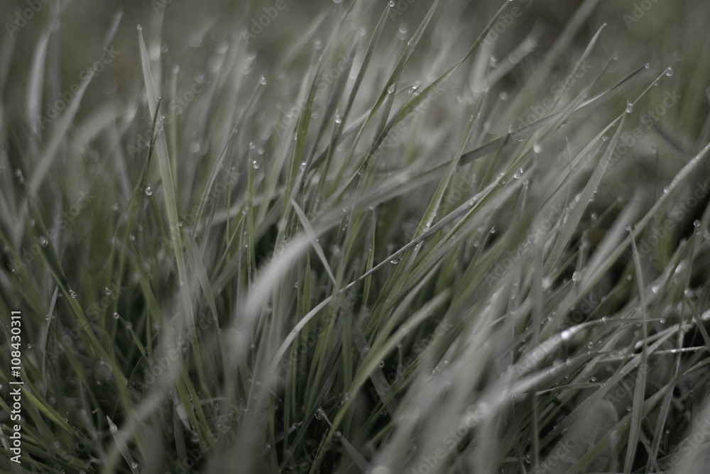 
dew on the grass