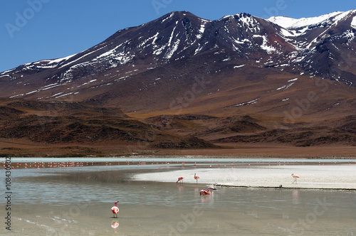 South America, Bolivia expedition