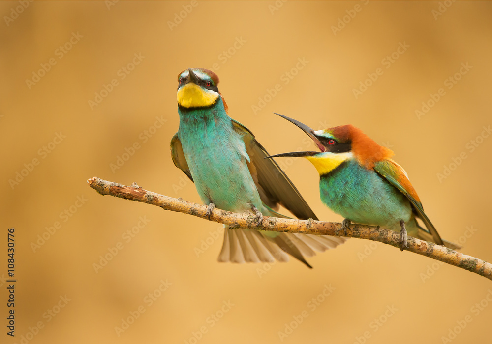 European bee eater male attacking other male, on the perch, with clean background, Hungary, Europe