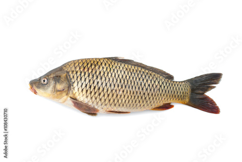 Carp River live fish on a white background.