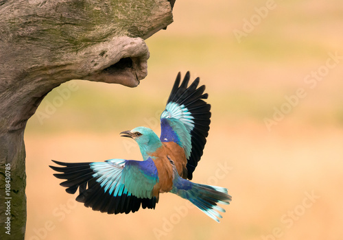 European roller in flight to his nest, clean yellow background, Hungary, Europe