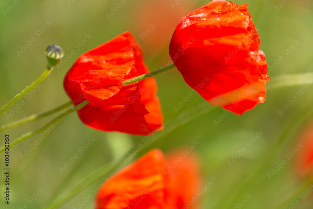 Naklejka premium Poppies. Tuscany meadow