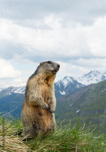 Alpine marmot standing in the grass  with snowy mountains in the background  Austria  Europe