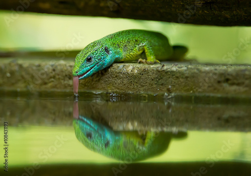 European green lizzard drinking from the pond, open mouth with tongue, Hungary, Europe
