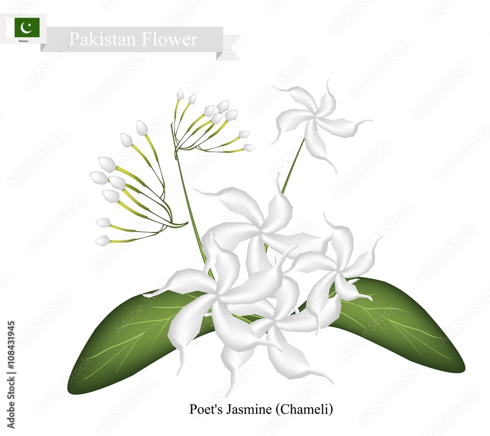 Poet s Jasmine The National Flower Of Pakistan Stock Vector Adobe Stock poet-s-jasmine-the-national-flower-of-pakistan-stock-vector-adobe-stock