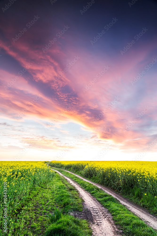 Fototapeta premium Way on yellow field.Field of rape with spectacular sky