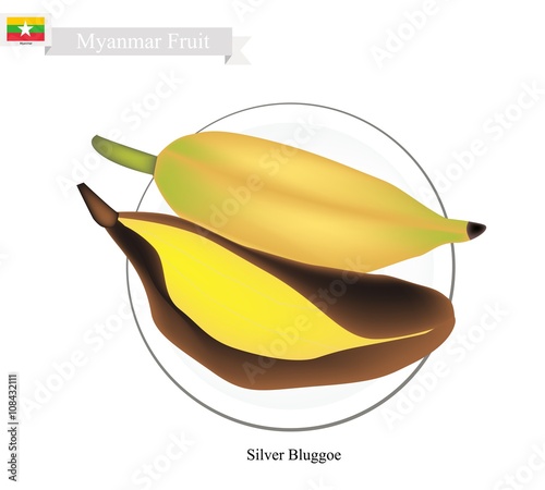 Silver Bluggoe Bananas, A Popular Fruits in Myanmar photo