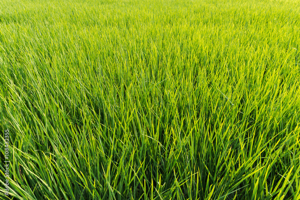 paddy field of rice paddy field of rice