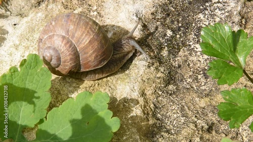 Slow moving of Burgundy snail photo