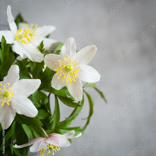 Anemone Nemorosa