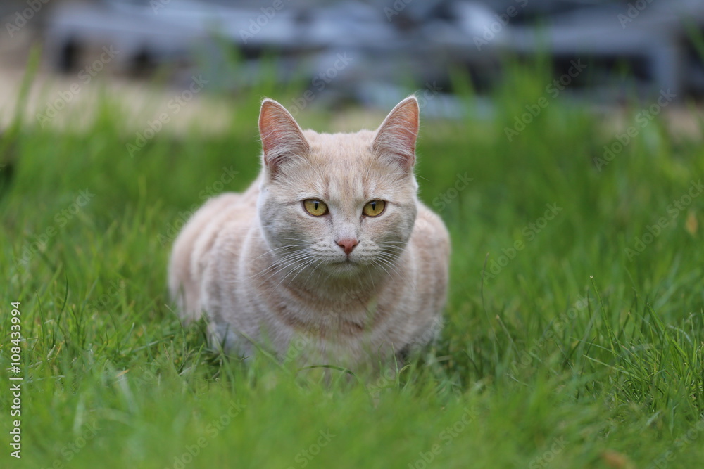 Ginger female cat playing in a garden