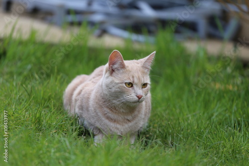 Ginger female cat playing in a garden