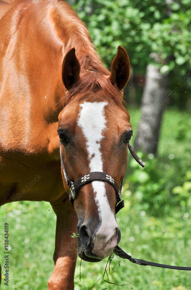Obraz premium horse in a forest glade.