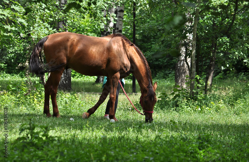 horse in a forest glade. © sergunt