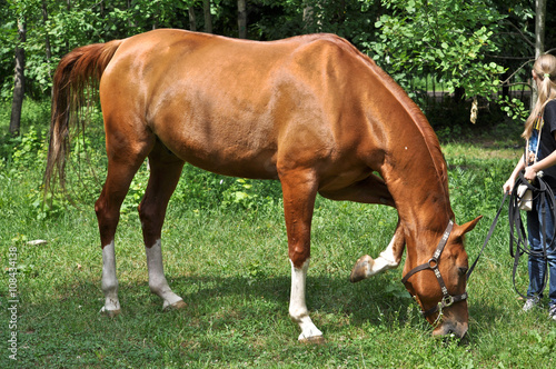 horse in a forest glade.