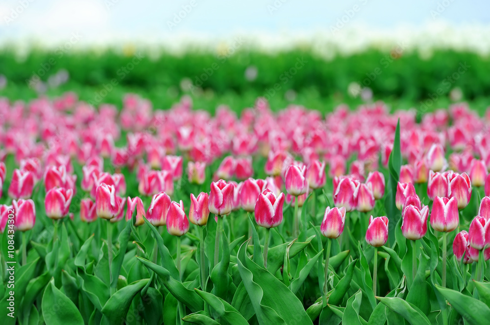 Tulips in spring field