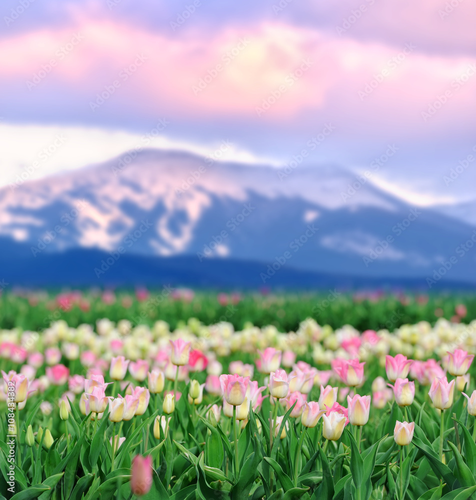 Fototapeta premium Tulips in spring field