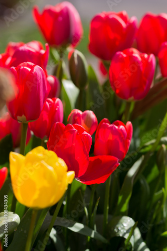 Tulips outside