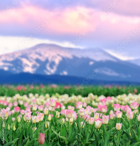 Tulips in spring field