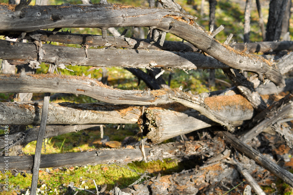 The old fence covered with moss. The old fence covered with moss.