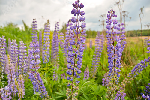 Blue lupine flowers.