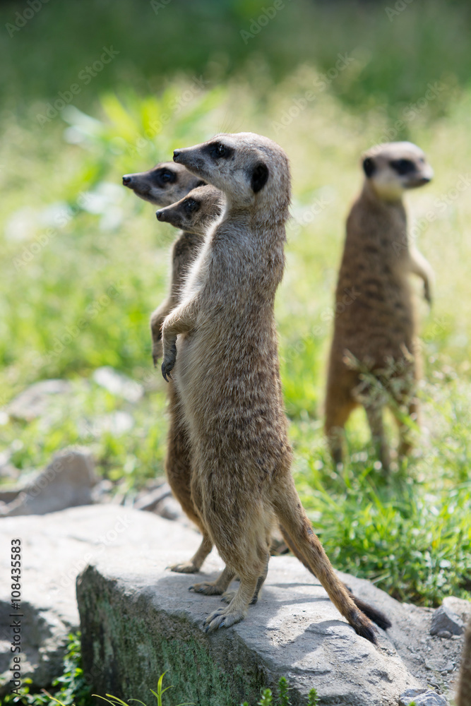 Fototapeta premium ミーアキャットのポートレート