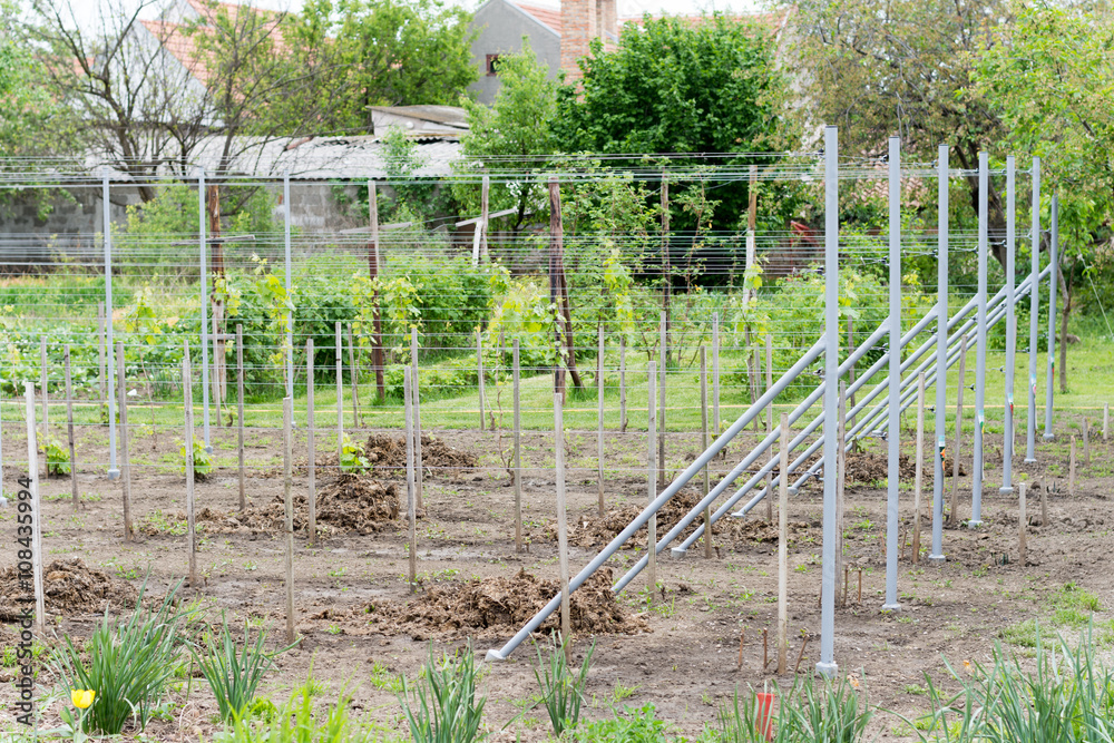 Young vines in domestic production