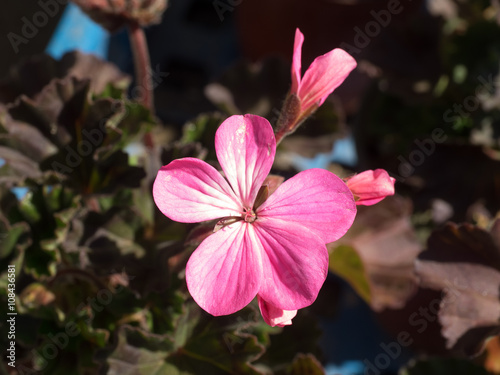 Fototapeta Naklejka Na Ścianę i Meble -  Geranium flowers,