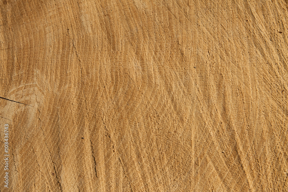 Wooden light brown natural background. cross section of the tree