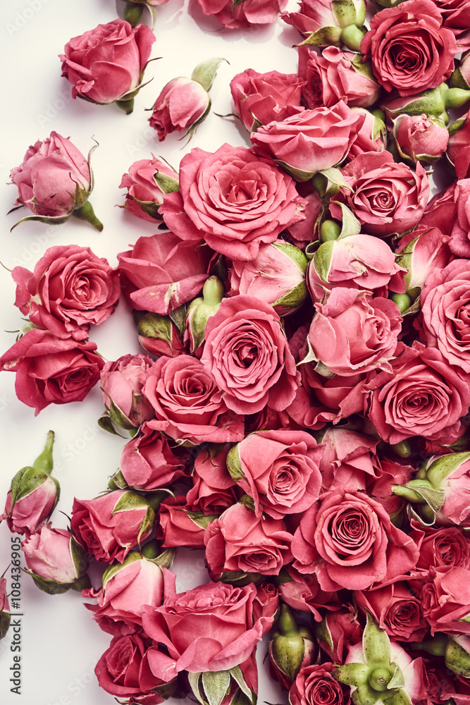 Obraz premium Pink roses. Vintage photo