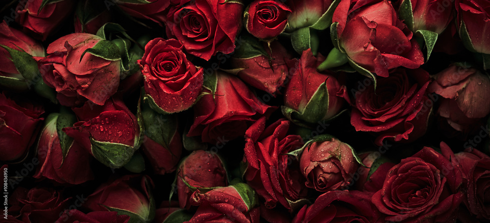 Fototapeta premium Róże z kroplami wody