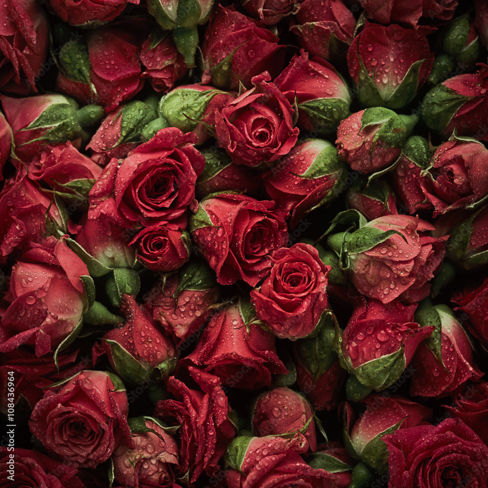 Obraz premium Róże z kroplami wody