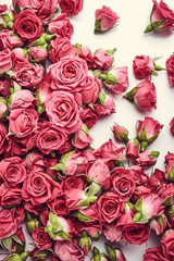 Pink roses. Vintage photo