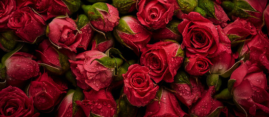 Ingelijste posters Voor haar Rozen met fijne waterdruppels  © Nik_Merkulov