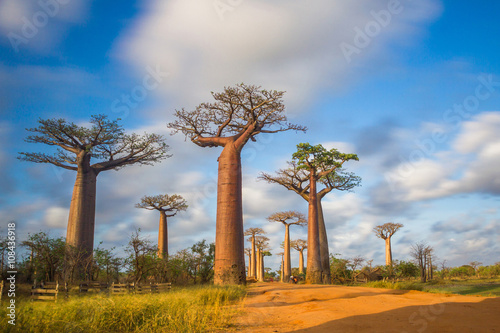 Fotobehang Allée des baobabs Madagascar