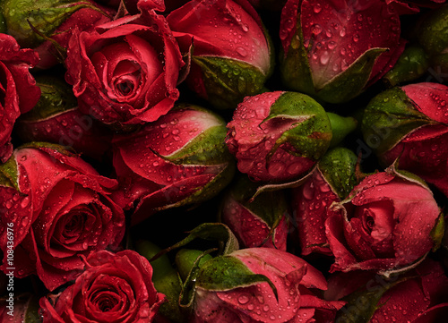 Roses with drops of water