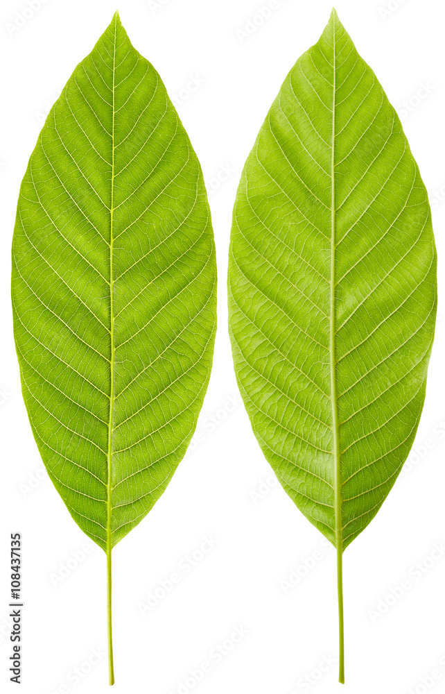Obraz premium Leaves