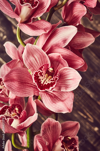 Fototapeta Naklejka Na Ścianę i Meble -  Orchid flowers
