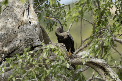 Oriental Darter